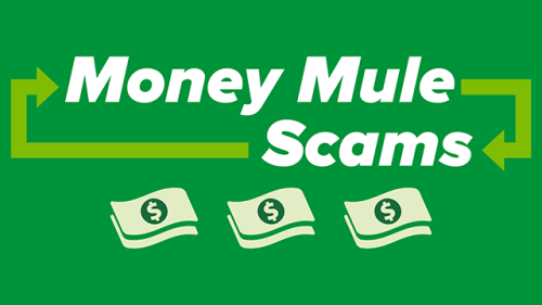 Money mule scams infographic thumbnail